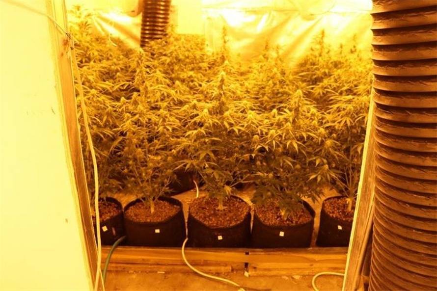 FOTO Kakav zimmer frei. Tavan kraj Jablanca pretvorili u labos za uzgoj trave. Evo što su imali