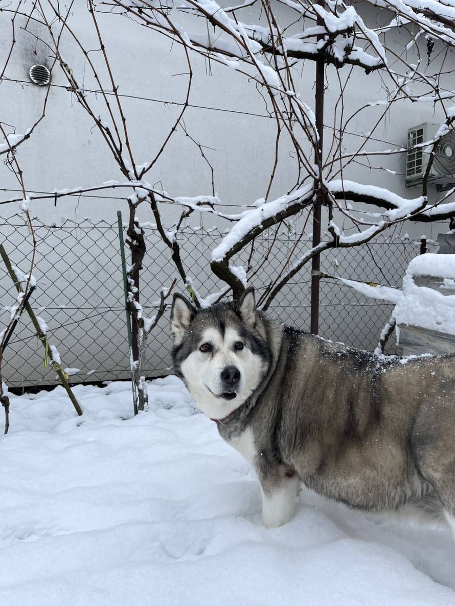 Općinska komunalka sama 'izlopatala' snijeg sa staze: 'Nema nikakve drame u tome'