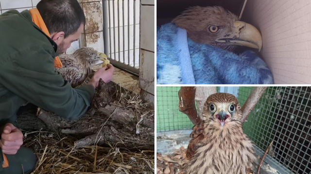 Čuvari osječkog zoološkog vrta spasili orla štekavca: 'Krenuo je za nama, kao da traži pomoć...'