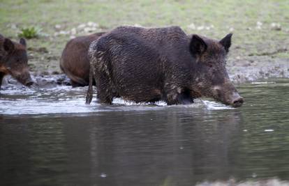 Radioaktivne divlje svinje u Japanu teroriziraju stanovnike