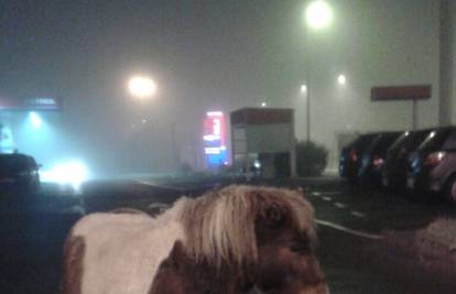 Konjić se izgubio: 'Pomozite mi, zalutao sam u ovoj magli!'
