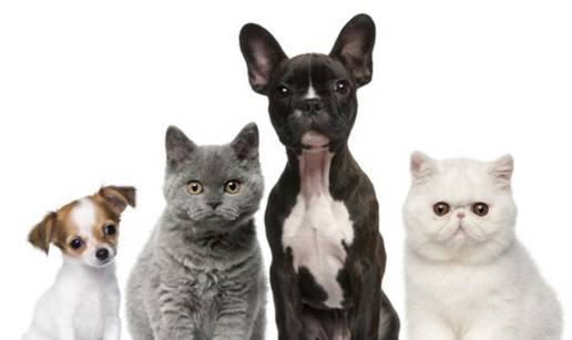 I gla&ccaron;anje mo&zcaron;ete iskoristiti za igru s va&scaron;im ku&cacute;nim ljubimcem