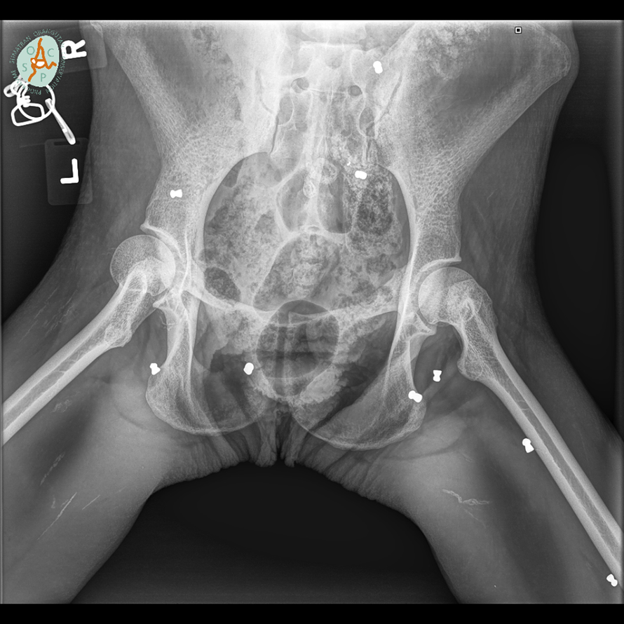 Stravična sudbina orangutana: Upucali ga iz zračnice 74 puta
