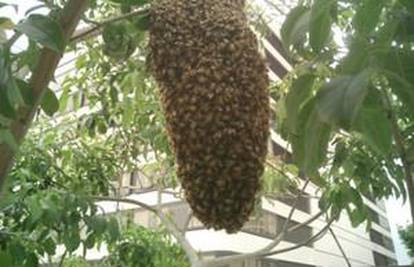Panama:  Umirovljenika na smrt izbole 'pčele ubojice'