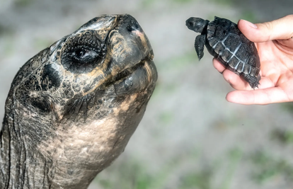 Nikad nije kasno! Goliath je prvi put postao tata sa 134 godine