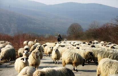  Čopor vukova u Katunima napao ovce, zaklali sedam