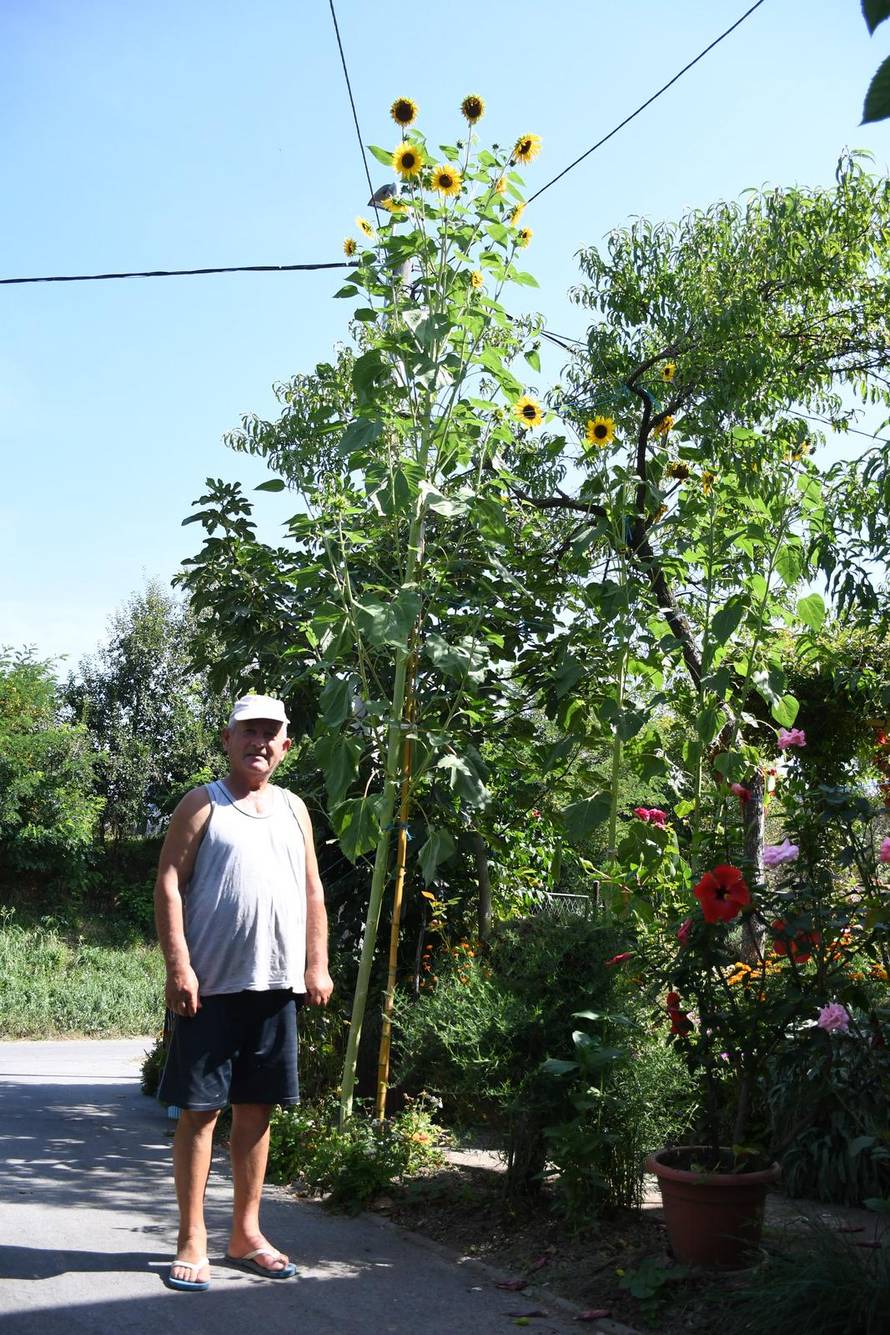 Daruvar: Obitelj Krajnović uzgojila divovski suncokret