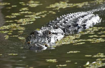 Bježao od policije i skočio u jezero pa ga ubio aligator