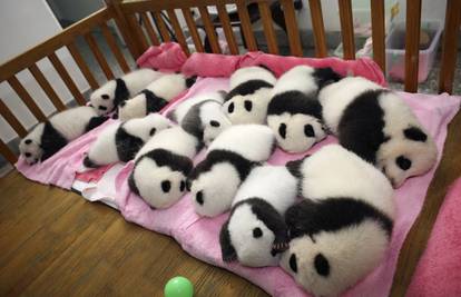 Preslatkih 12-ero braće pandi spavalo u velikom kinderbetu