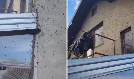 Smrdljivi martini im preplavili zidove: 'Grozno, svugdje su!'