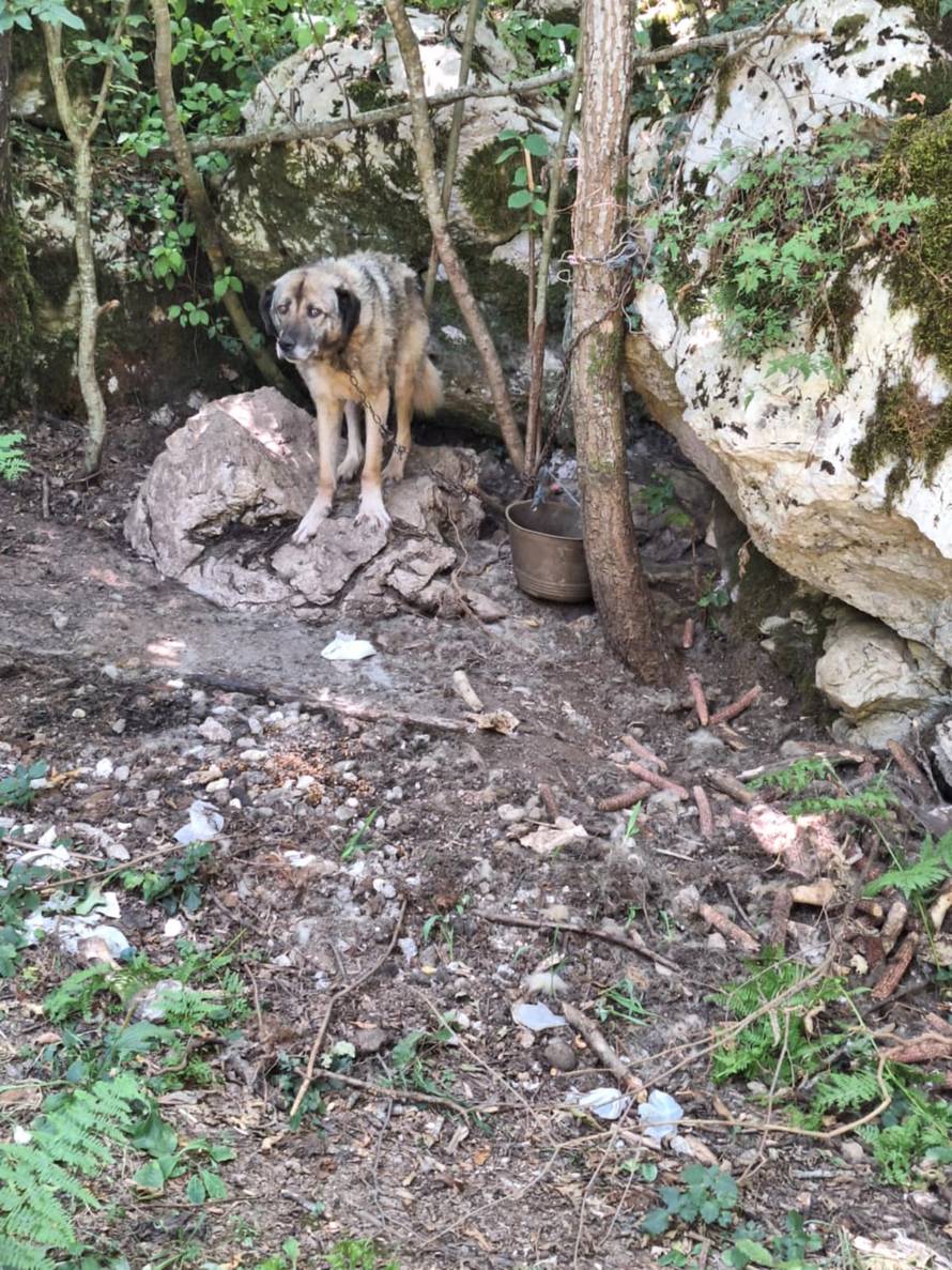 FOTO 'Prijavili smo muškarca za mučenje pasa, policija nije reagirala, onda ih je sve pobio!'