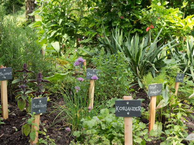 Natural,Herbs,Garden