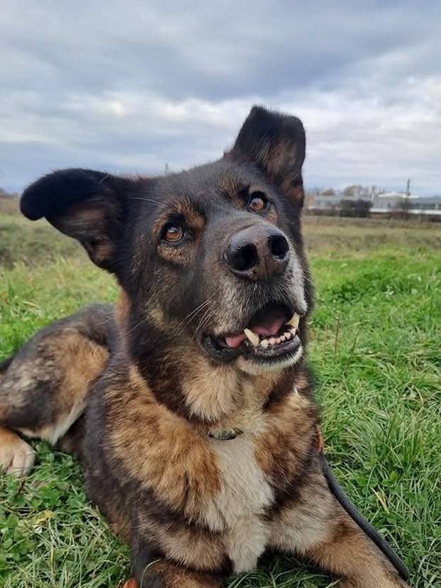 FOTO Ovi preslatki psići iz Noine Arke traže obitelj i stalni dom