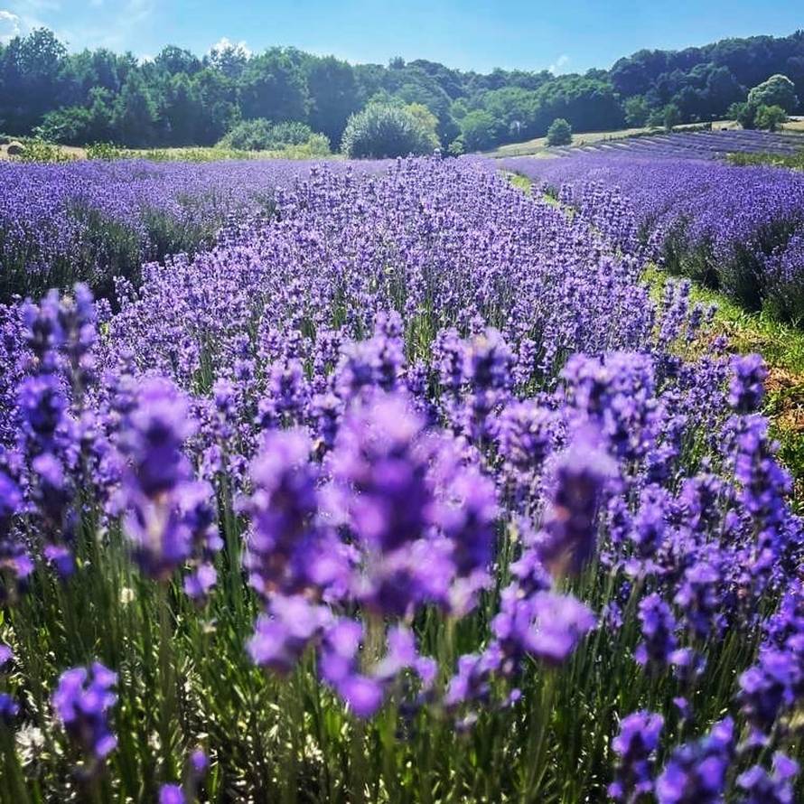 Ne, ovo nije Provansa. Ovo su divna polja lavande kod Kutine!