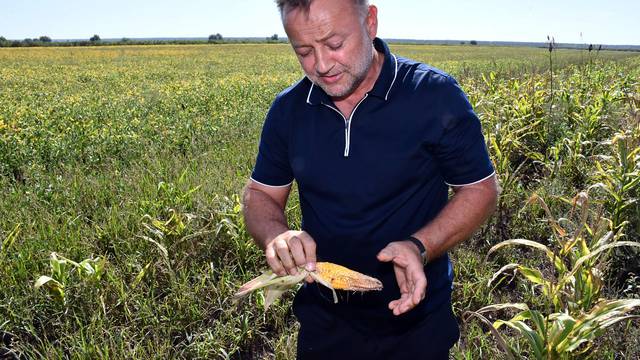 Slobodnica: OPG Grivičić zbog suše trpi velike štete na kukuruznim usjevima