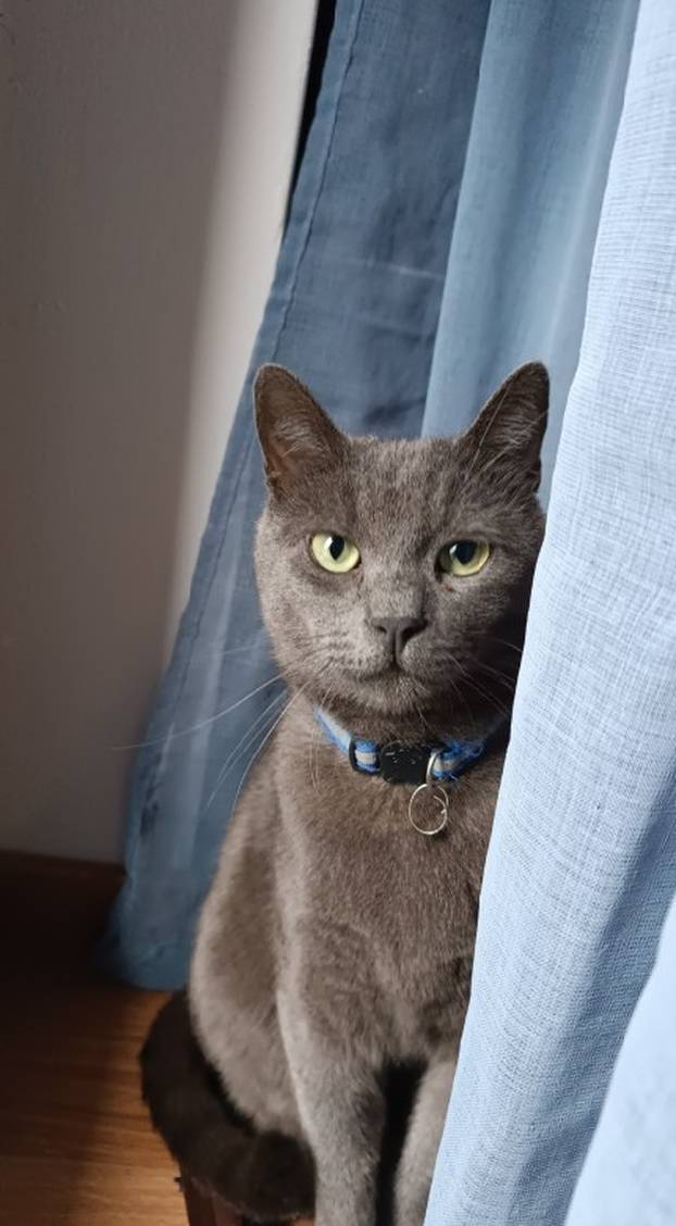 SUPER FOTKE vaših ljubimaca! Neki bi mogli biti viralni hit, ali svi su jednostavno neodoljivi