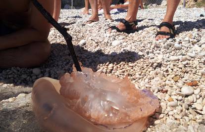 Div iz morskih dubina: Golema meduza rastjerala sve kupače