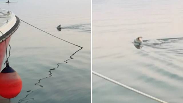'Vidi, morska koza': Plivala je kao pas, kilometar u 15 minuta