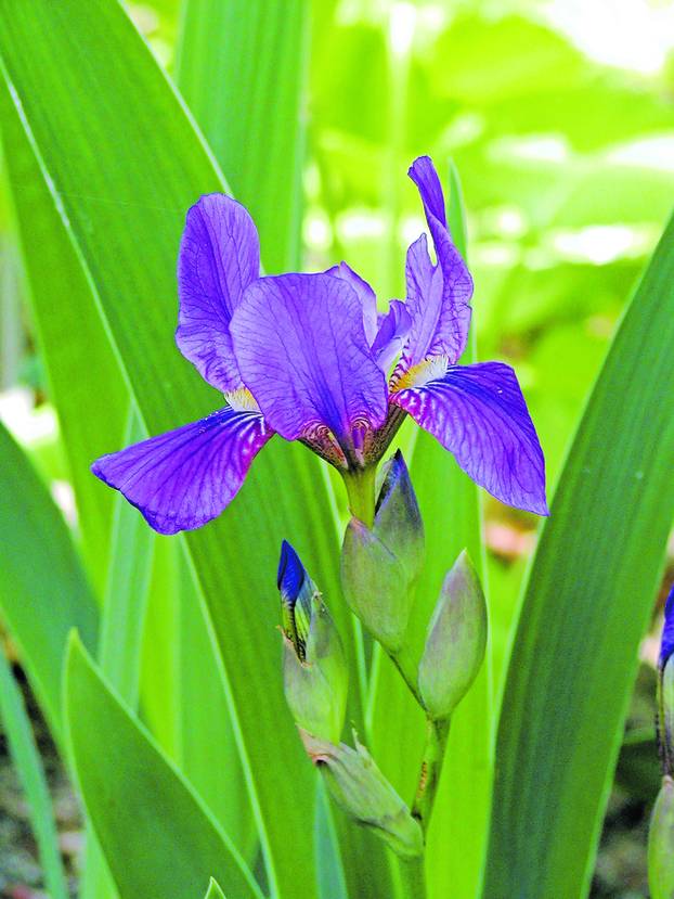 FOTO Više od dekoracije: Evo koje sve vrste cvijeća su jestive