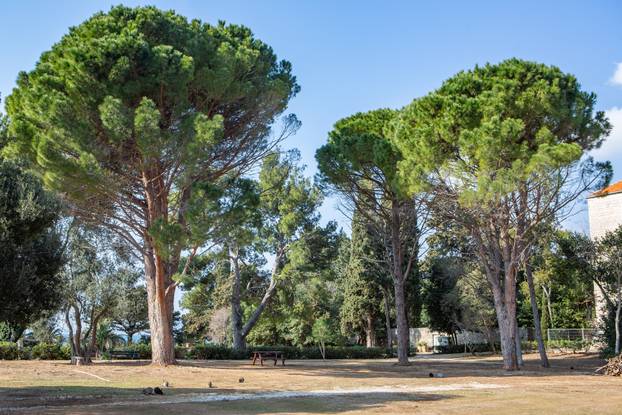 Prezentacija rezultata istraživanja zdravstvenog stanja borova na Lokrumu