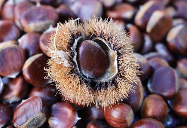 Zagreb: Na Dolac stigli prvi ovogodišnji kesteni, cijene su od 5 do 7 eura