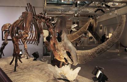 Pariz: Priprema se aukcija kostura dinosaura