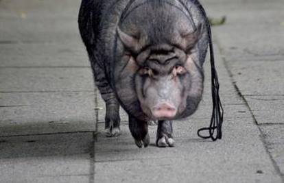 Vijetnamska svinja Paloma maskota je svog kvarta