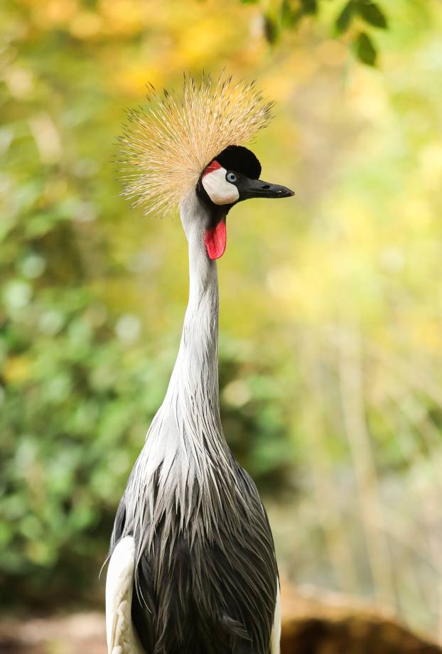 Zagrebački krunati ždralovi predstavljeni javnosti 