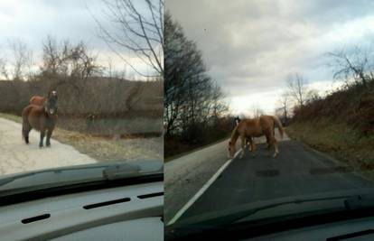 Opasnost: Konji šetaju cestom kod Slunja, vlasnika nije briga