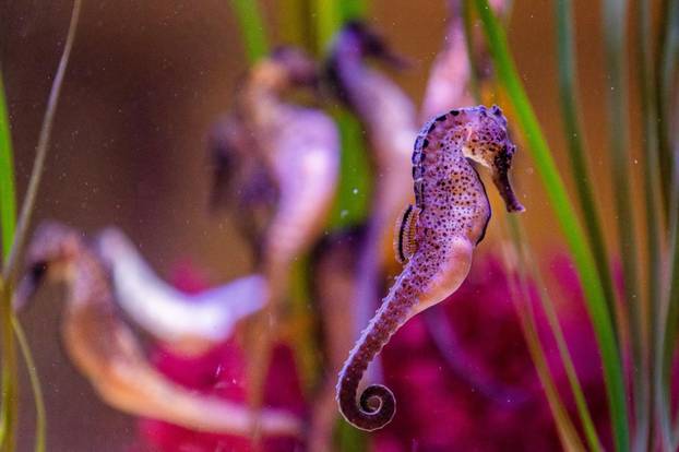 U Pulski aquarium iz Njemačke je stiglo čak 20 morskih konjica