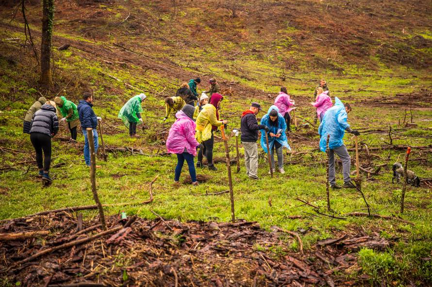 U kampanji „Svaki otisak bolji je od ugljičnog” Pepco pošumio Hrvatsku s 3000 novih stabala