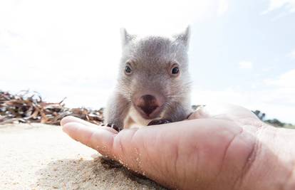 Tasmanija traži nekog tko će maziti bebu vombata Dereka