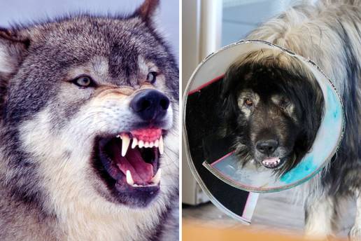 FOTO Ovo je &scaron;arplaninac kojeg su izgrizli vukovi u Kistanjama: Obranio je ovce i jedva pre&zcaron;ivio