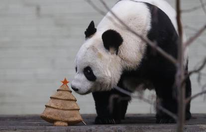 Uranjeni Božić: Panda Tian Tian dobila i tortu i 'drvce'