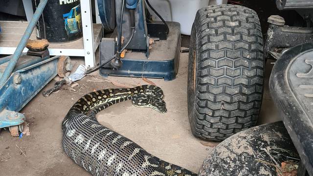 FOTO Piton se odmarao u garaži nakon divovske gozbe: 'Što je to pojeo? Možda psa ili svinju'