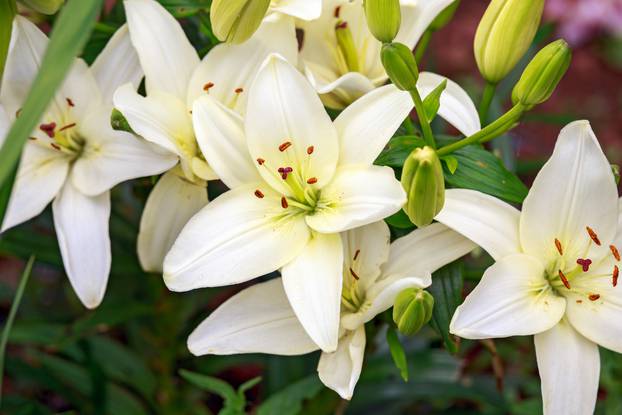 ivory white lilly in home green garden