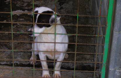 Tužno gleda kroz kavez i čeka da je ubiju - možete je spasiti!
