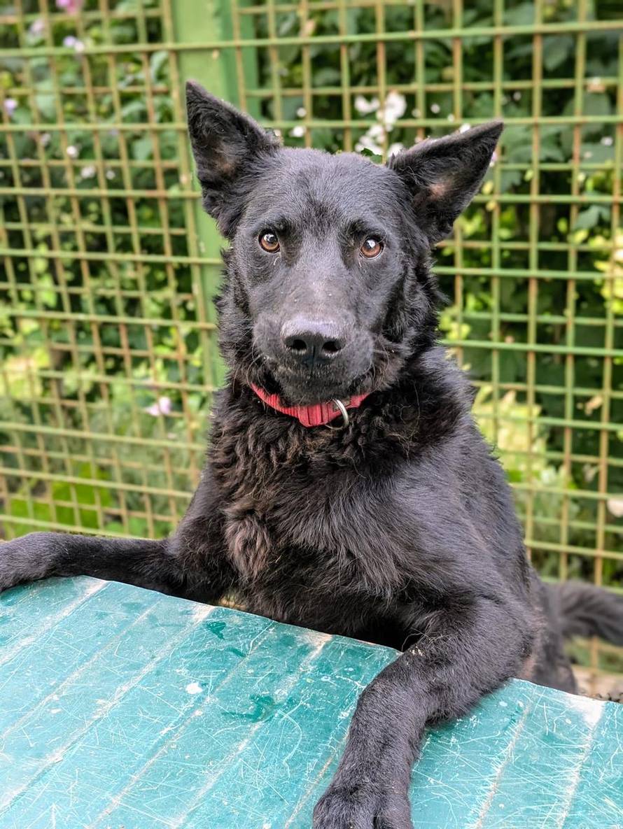 FOTO Bjegunac Đuro nasmijao društvo iz osječkog azila: 'Tog jutra trebao je na kastraciju'