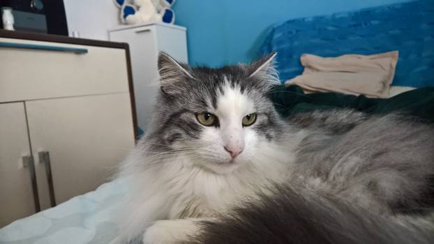 SUPER FOTKE vaših ljubimaca! Neki bi mogli biti viralni hit, ali svi su jednostavno neodoljivi