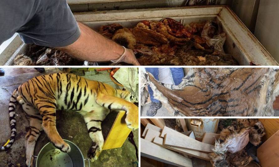 Šokantne fotografije: Otkrivena ilegalna farma tigrova u Češkoj