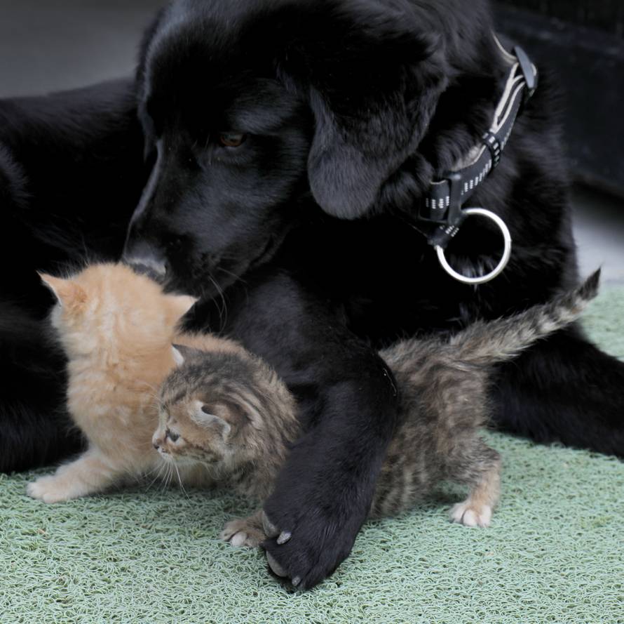 Mali mačići postali siročad, 'udomio' ih i odgaja pas Bleki