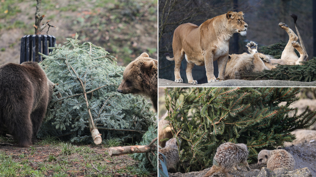 Životinje u zagrebačkom ZOO-u dobile božićna drvca: 'Za igru, skrivanje hrane i njuškanje'