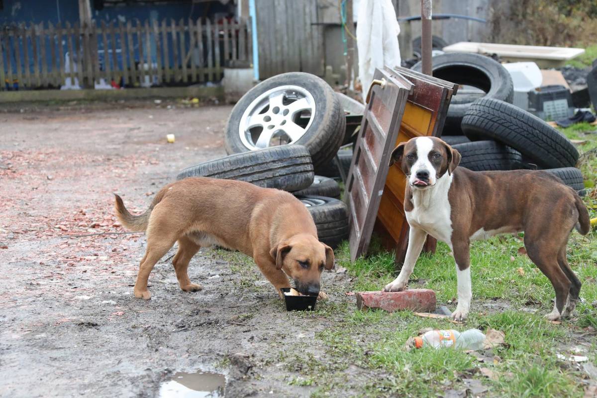 Potres je razdvojio vlasnike i ljubimce, pomažu im veterinari, volonteri i ljubitelji životinja