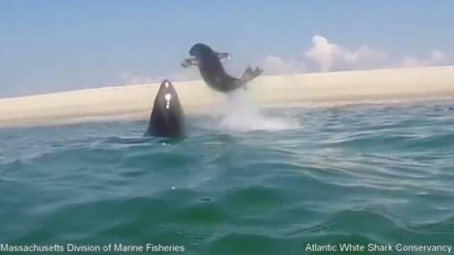 Dramatična snimka: Velika bijela psina udarila je tuljana