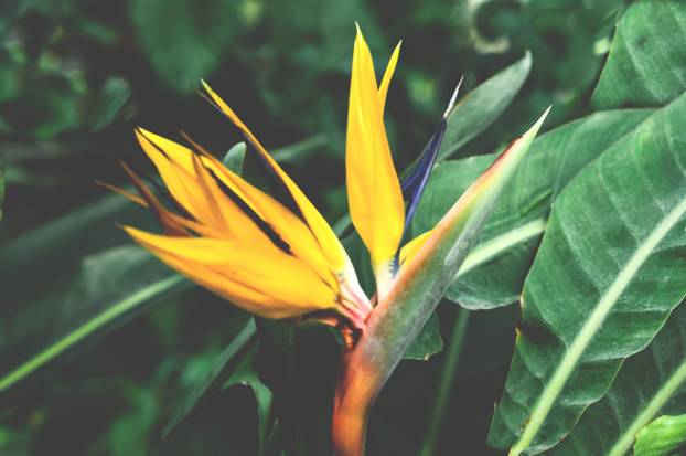 Architectural design in floral style. Interior decor mit yellow tropical flower in full bloom. Blurred effect