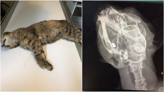 Lovac u Zagorju mački slomio vrat i ispalio u nju 20 hitaca