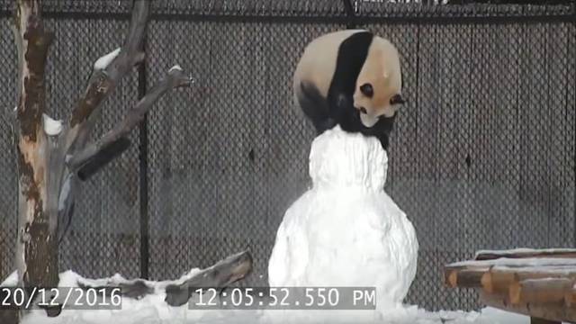 Pogledajte kako panda rastura snjegovića u Zoo-u u Torontu