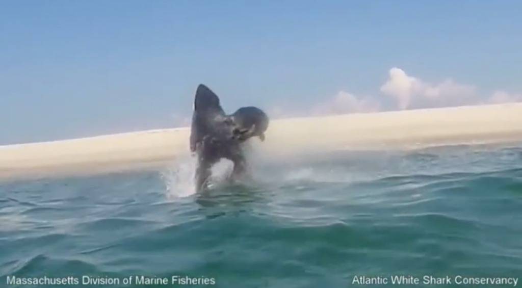 Dramatična snimka: Velika bijela psina udarila je tuljana