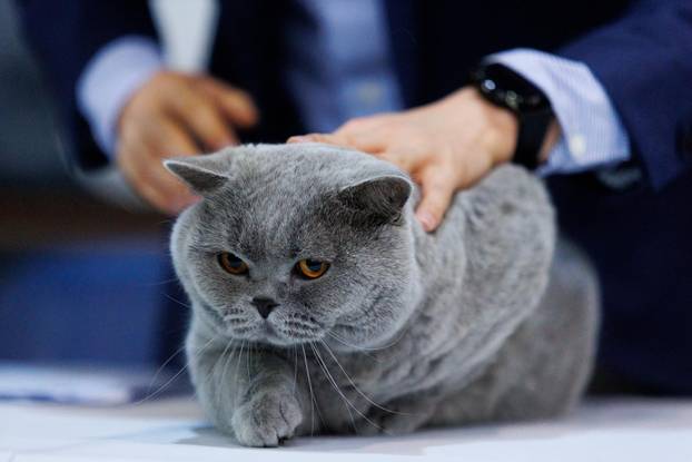 U Rijeci se održava Međunarodna izložba mačaka
