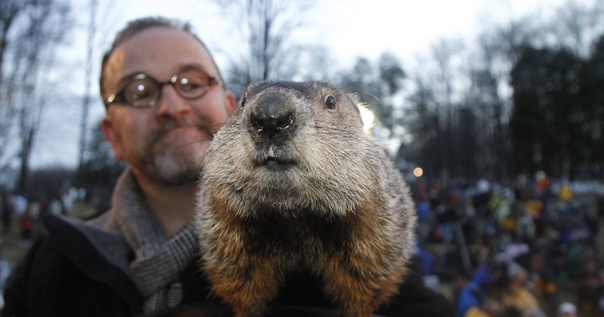 Сурок америка. Сурок Фил из Панксатони. Сурок Фил США. Groundhog Day праздник.